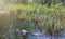 Big wild alligator swims in the lake at sunny day. Crocodile
