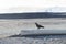 Big wild black crow stand on log wood with snow capped mountain