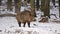Big wild boar Sus scrofa in a snowy forest. Wildlife scene with dangerous animal.
