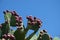big wild cacti, prickly pear cactus, edible cacti