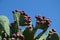 big wild cacti, prickly pear cactus, opuntia