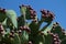 big wild cacti, prickly pear cactus, opuntia