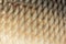 Big wild carp fish pattern textured skin scales macro view