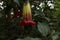 Big wild flower brugmansia arborea