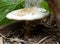 Big Wild Mushroom on Ground