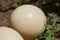Big wild ostrich eggs from Africa