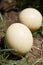 Big wild ostrich eggs from Africa