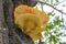 Big wild oyster mushroom grows wild on Jamaica Cherry or Calabur Tree (Muntingia Calabura)