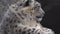 Big wild predatory cat irbis, snow leopard