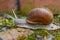 Big wild snail in shell crawling in the garden on on sunny day