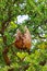 Big wild wasp nest in a tree, cuernavaca, morelos, Mexico. I