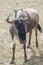 Big wildebeest on a country safari farm