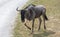 Big wildebeest on a country safari farm