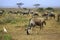 Big wildebeest migration in African Safari