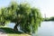 Big willow tree leaning over water lake