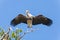 The big wings spread of Asian Openbill stork (Anastomus oscitans) bird