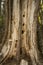 Big woodpecker holes in a dead tree, Carrabasset Valley, Maine.