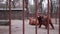 The big Yak in the zoo. Bull bison behind the bars of the cage, animals in captivity.