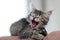 Big Yawn for a Little Kitten