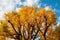 Big Yellow autumn Gingo tree against blue sky - Ueno park, Tokyo beautiful season