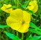 Big yellow beautiful evening primrose flower macro close up botanical shot