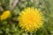 Big yellow blurred dandelion flower. Taraxacum medicinal plant close up. Dough