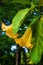 Big yellow Brugmansia called Angels Trumpets or Datura flowers
