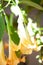 Big yellow Brugmansia called Angels Trumpets or Datura flowers sag from twig. Plant with beautiful huge hanging flowers