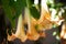 Big yellow Brugmansia called Angels Trumpets or Datura flowers sag from twig. Plant with beautiful huge hanging flowers