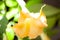 Big yellow Brugmansia called Angels Trumpets or Datura flowers sag from twig. Plant with beautiful huge hanging flowers