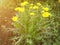 Big yellow dandelion bush in the green grass