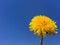 Big yellow dandelion illuminated by the sun against the blue sky