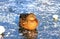 A big yellow duck with beautiful feathers sits on the blue ice of a frozen lake in winter, a waterfowl