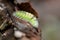 Big yellow hairy caterpillar with bushy red tail Calliteara pudibunda hides under tree bark with long poisonous hair and green