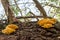 Big yellow mushroom on an old branch of a rotten tree shows fungal decay and fungal infestation in forests and woods