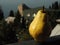 Big yellow Pear on the balcony in the sun