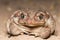 A big yellow-pink frog resting with green eyes