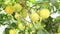 Big yellow ripe Lemons hanging on the tree with sunshine. Mediterranean agriculture. Winter ripe lemons harvest