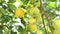 Big yellow ripe lemons hanging on the tree with sunshine. Mediterranean agriculture. Winter ripe lemons harvest