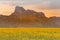 Big yellow sunflower full bloom field