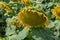 Big yellow sunflowers growing on field with ripe black seeds