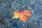 Big yellow sycamore leaf on the clear water of lake Como