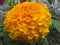 Big yellow tagetes flower