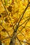 Big yellow tree, autumn scene, colorful november, vertical compo