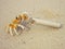 Big yellow tropical crab with paper tube in claw on sand