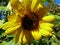 Big yellow vibrant tall sunflower