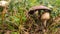 Big and young Agaricus mushrooms