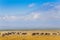 Big zebras herd standing in front of Kilimanjaro