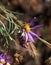 Bigelow\\\'s Purple Aster Wildflowers in Arizona