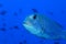 Bigeye emperor fish underwater in the Maldives